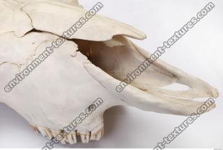 animal skull 0045